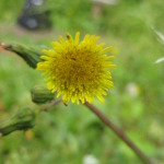 prickly_sow_thistle-2
