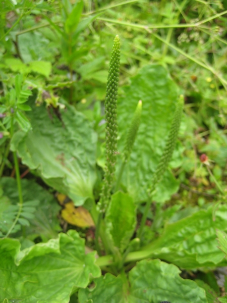 greater_plantain-2
