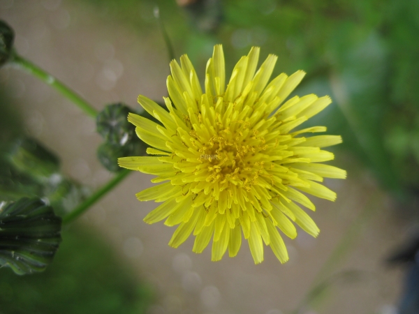 smooth_sow_thistle-2