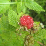 raspberry-2